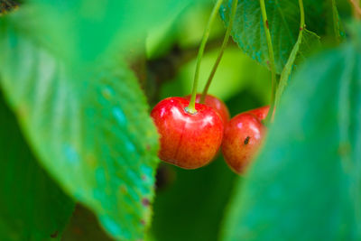 Close-up of red leaves
