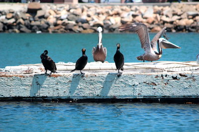 Seagulls perching on a sea