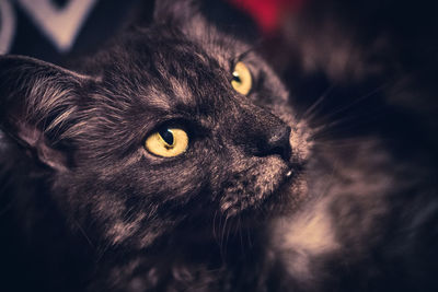 animal