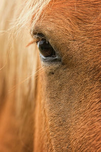 Extreme close up of horse eye