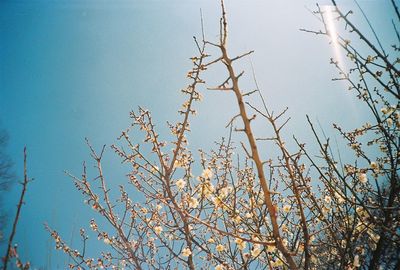 Branches against clear blue sky