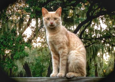 Portrait of cat sitting on tree