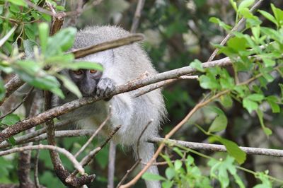 Close-up of monkey on tree branch