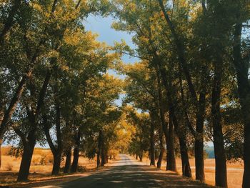 Road amidst trees during autumn