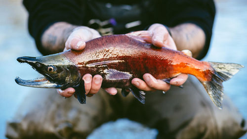 Midsection of man holding fish