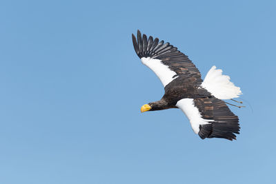 Close up of a stellers sea eagle flying in a falconry demonstration.