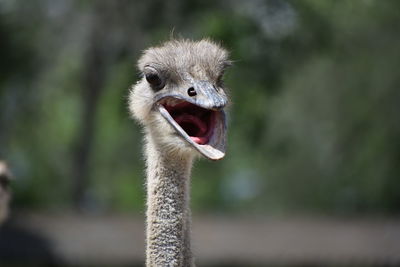 Close-up portrait of ostrich