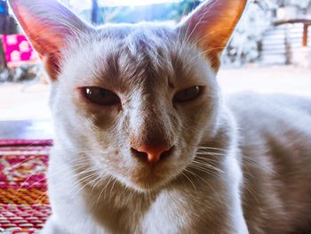 Close-up portrait of a cat