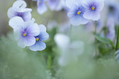 Close-up of purple flowering plant