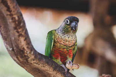 Close-up of parrot