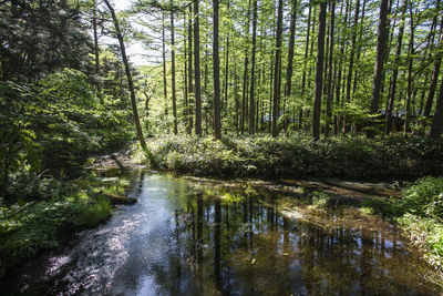 Scenic view of waterfall in forest