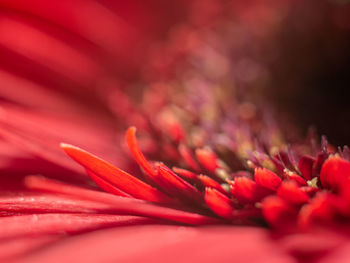 Close-up of red flowering plant