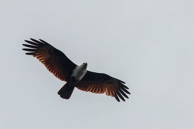 Low angle view of bird flying in sky