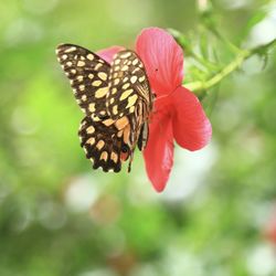 Close-up of butterfly pollinating on flower