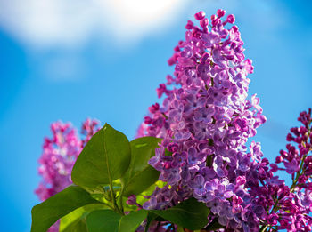 Close-up of pink flowering plant