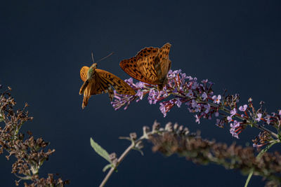 Close-up of butterfly pollinating on purple flower