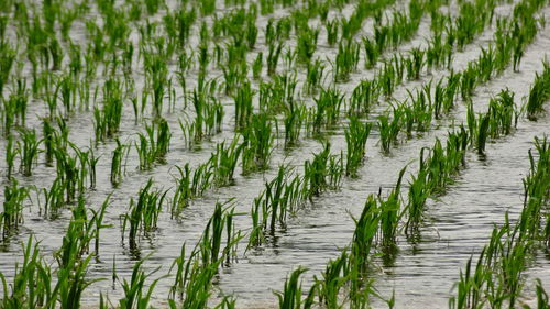 Plants growing in water