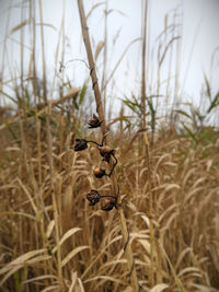 Close-up of dead plant on field