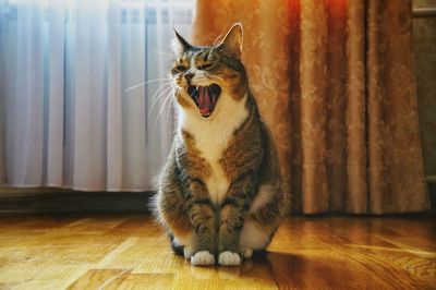 Cat sitting on wooden floor