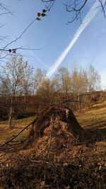 Plants growing on land against sky