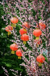 Low angle view of flowers on tree