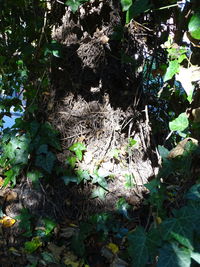 High angle view of trees on field