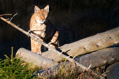 Cat sitting on wooden log