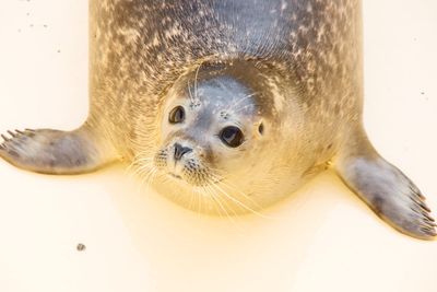 High angle view of an animal