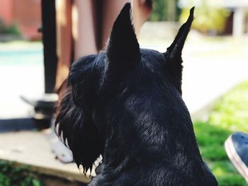 Close-up of black dog