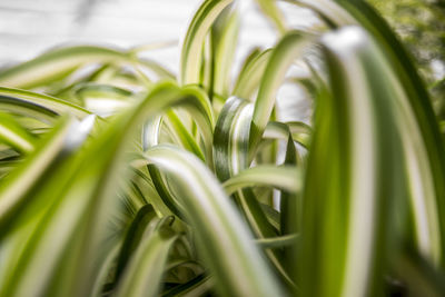 Close-up view of plants