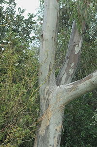 Trees growing in forest