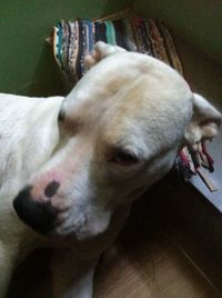 Close-up of dog lying on sofa