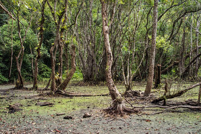 Trees in forest