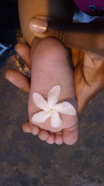 Close-up of hand holding small flower