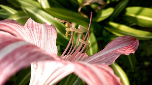 Close-up of pink lily blooming outdoors