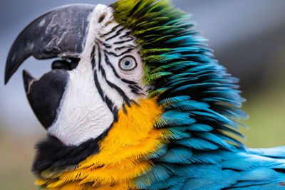 Close-up of a peacock