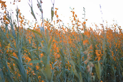 Close-up of plants growing on field against sky