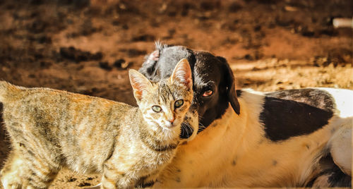 Close-up portrait of a cat