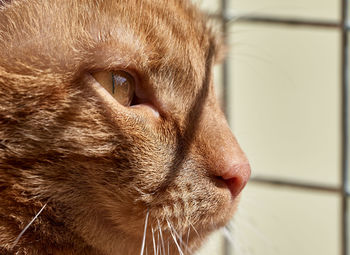 Close-up of a cat looking away