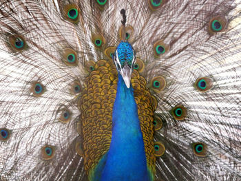 Close-up of peacock