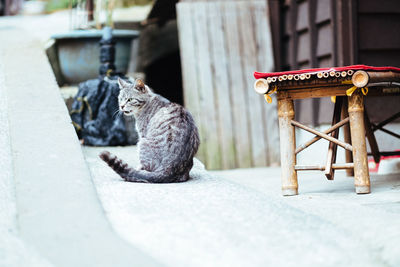 Cat looking away