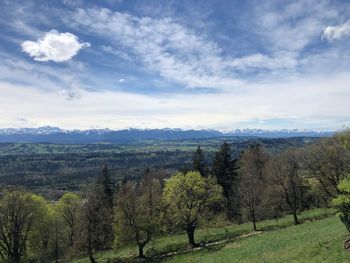 Trees on landscape against sky