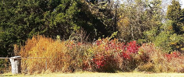 Plants growing on field