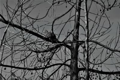 Low angle view of bare tree against sky