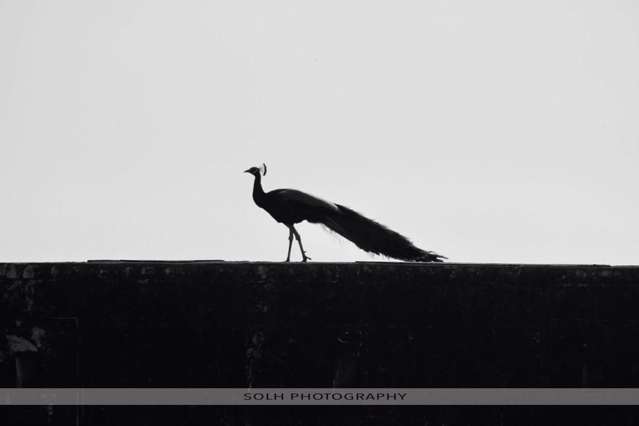 full length, bird, clear sky, copy space, animal themes, silhouette, side view, low angle view, one animal, wildlife, animals in the wild, mid-air, walking, outdoors, nature, day, flying, jumping