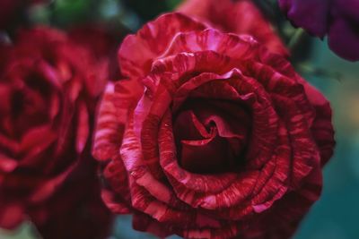 Close-up of red rose