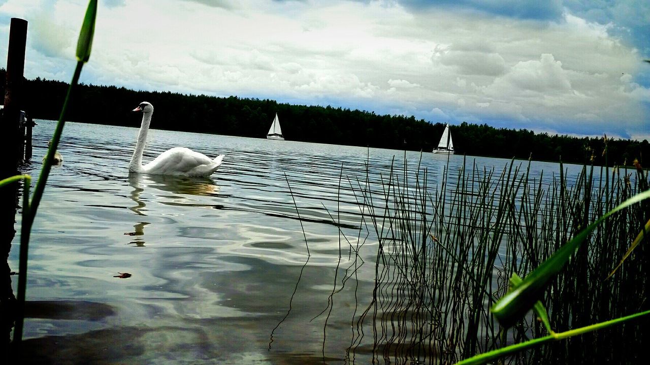 bird, animal themes, water, animals in the wild, wildlife, lake, reflection, one animal, nature, plant, swan, beauty in nature, sky, outdoors, day, white color, no people, growth, pond, floating on water