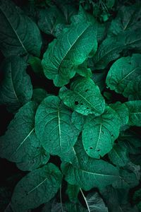 Full frame shot of fresh green leaves