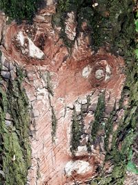 Full frame shot of tree trunk