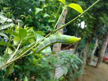 Close-up of insect on plant